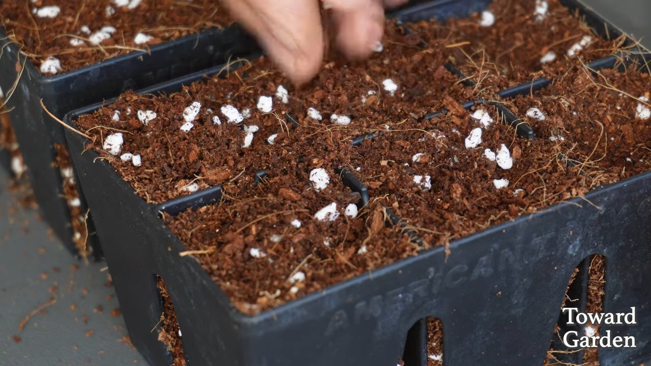 Grow Leeks at Home