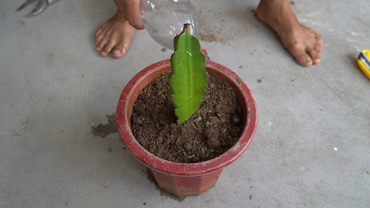 Dragon Fruit Propagation Super Branches