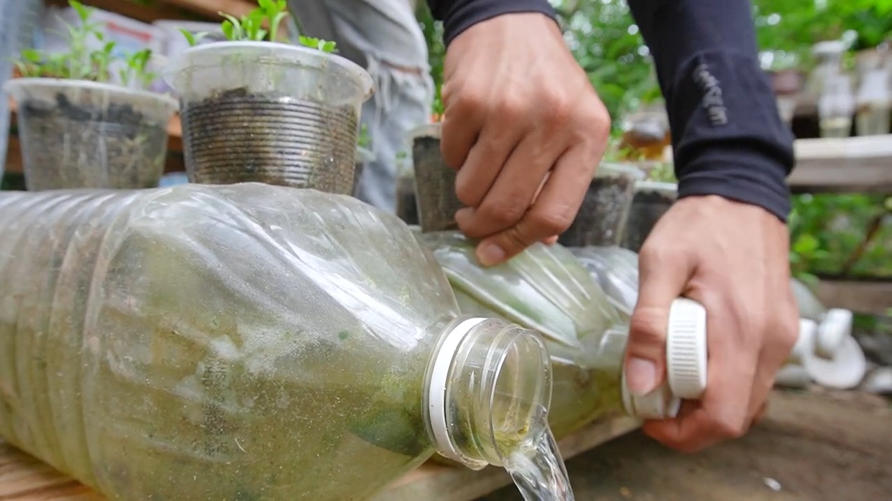 Plastic bottle coriander growing