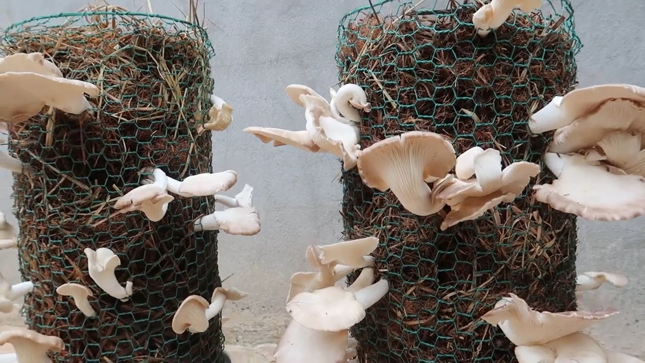 Home Mushroom Growing Tips