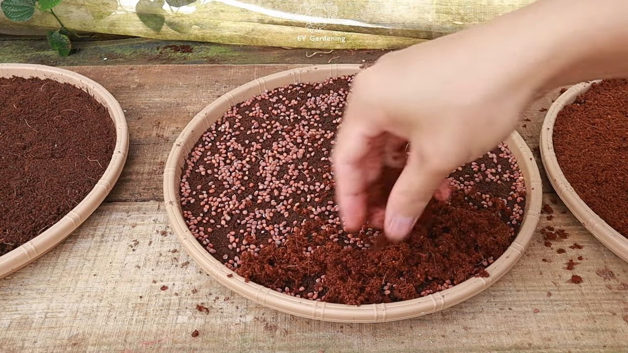 Growing sprouts at home