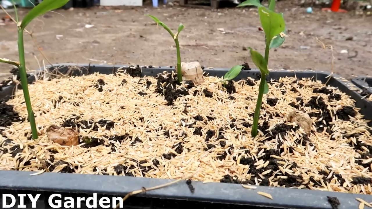 Grow Ginger at Home