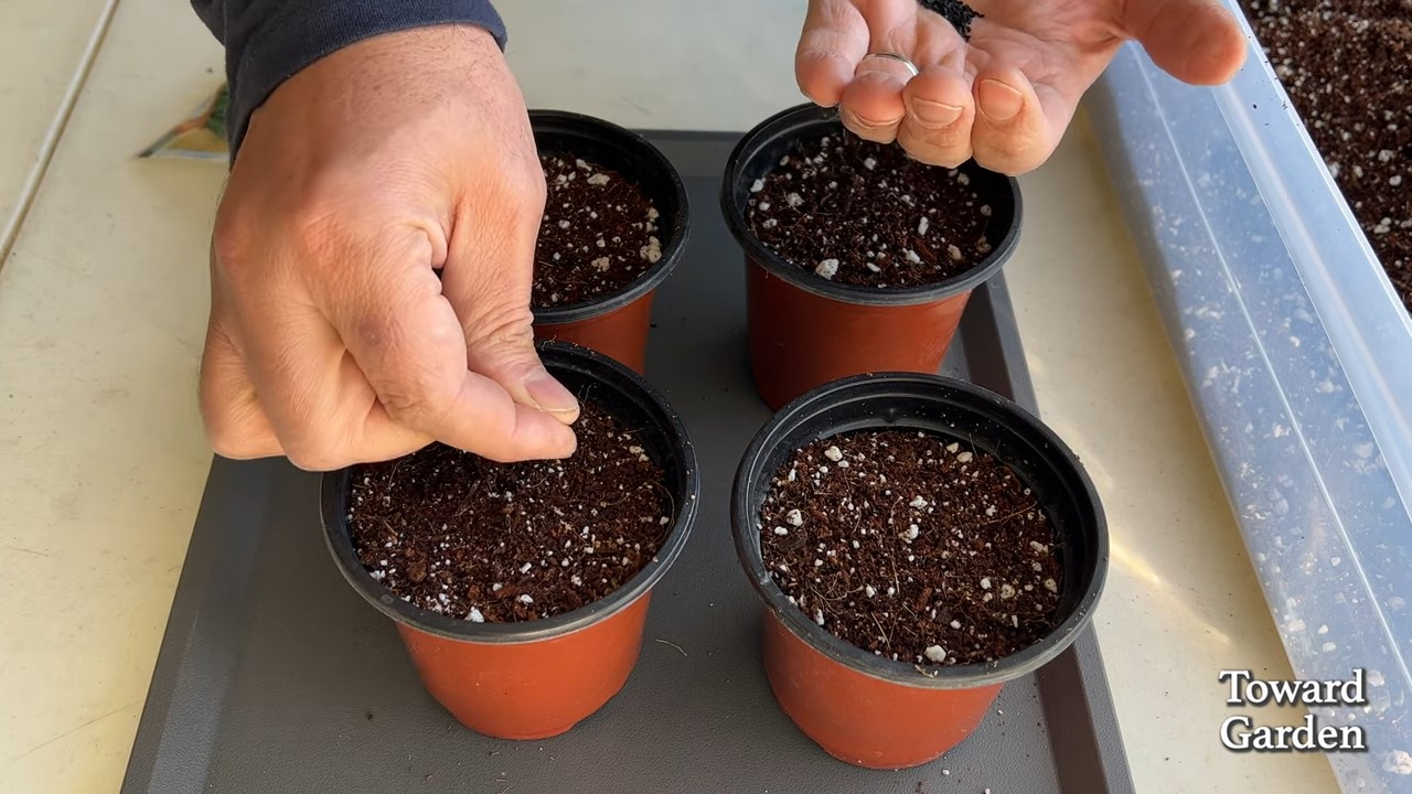 Grow Chives in Your Kitchen