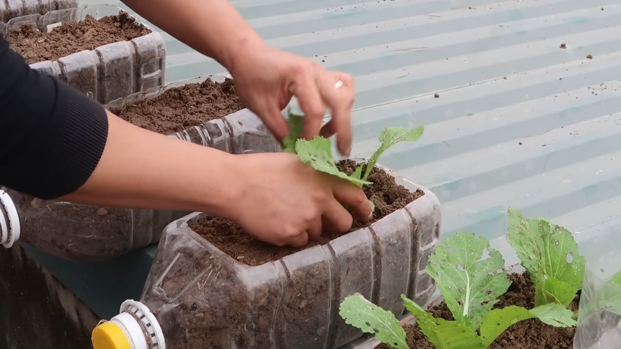 Grow vegetables at home