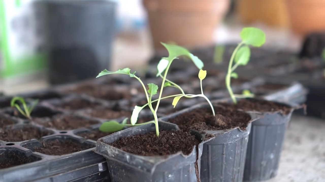 Grow Broccoli Indoors