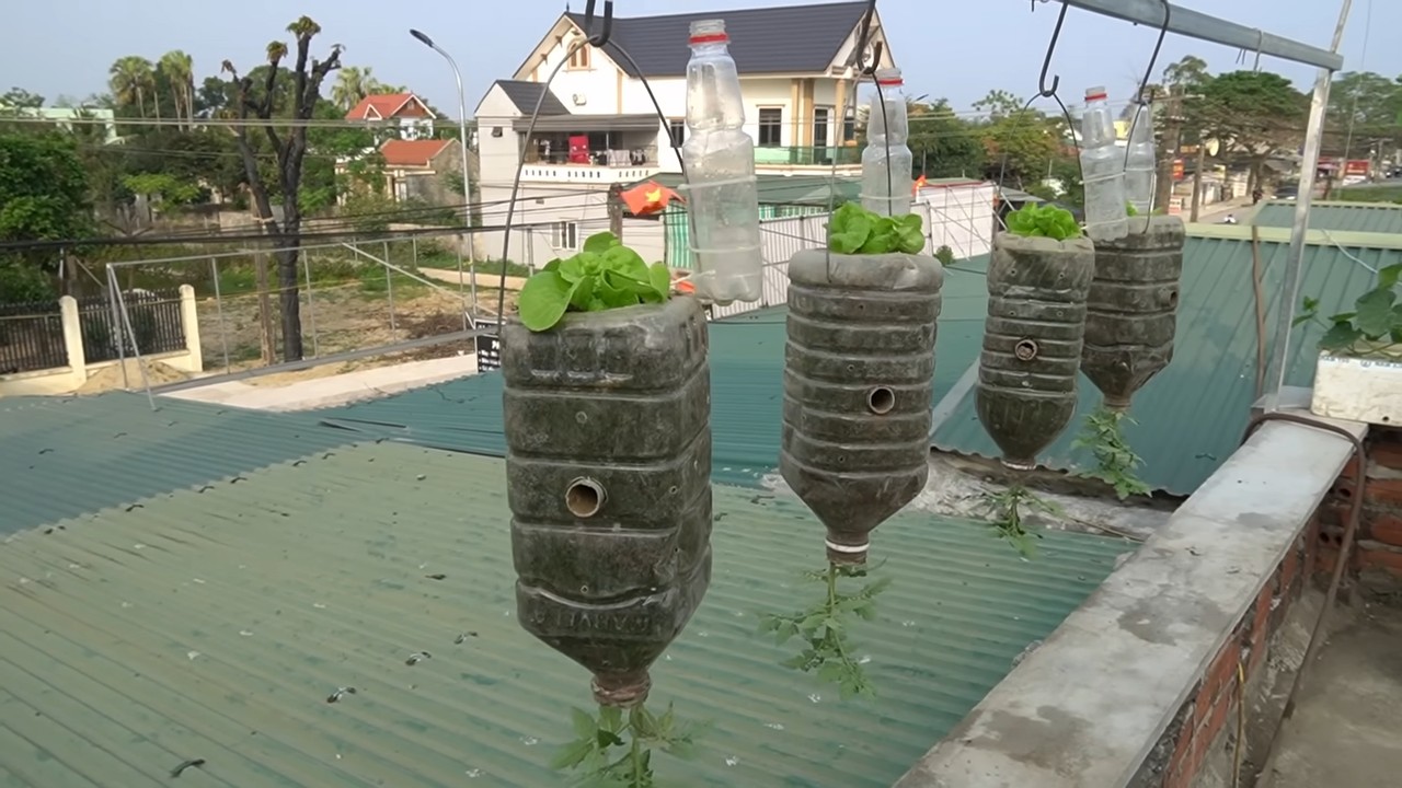 Hanging garden lettuce tomatoes