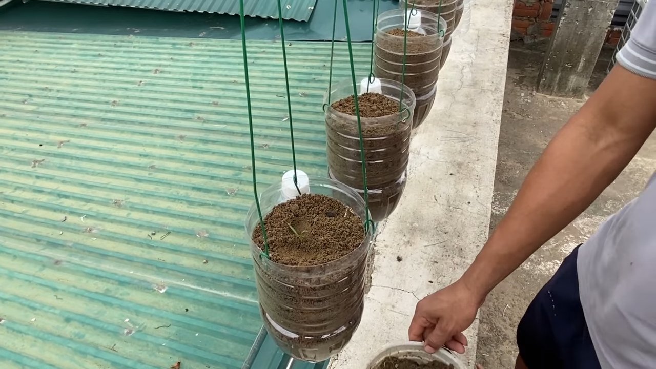 Growing carrots in bottles