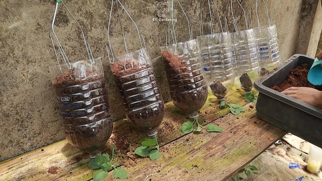 Upside down eggplant growing
