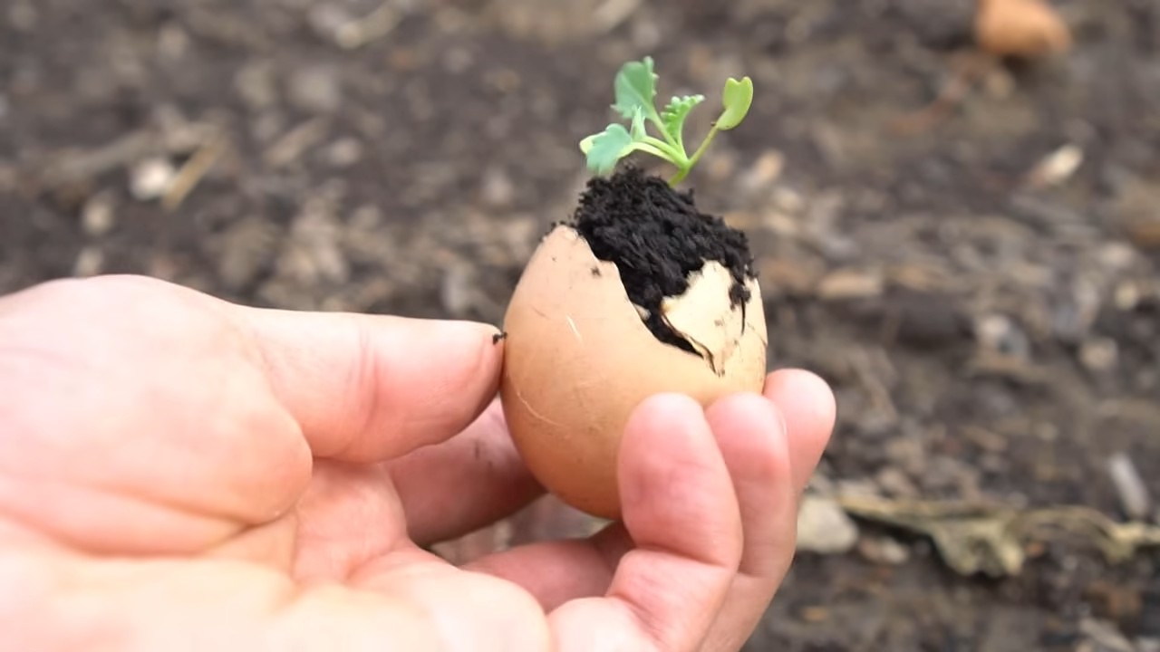 Grow Kale at Home