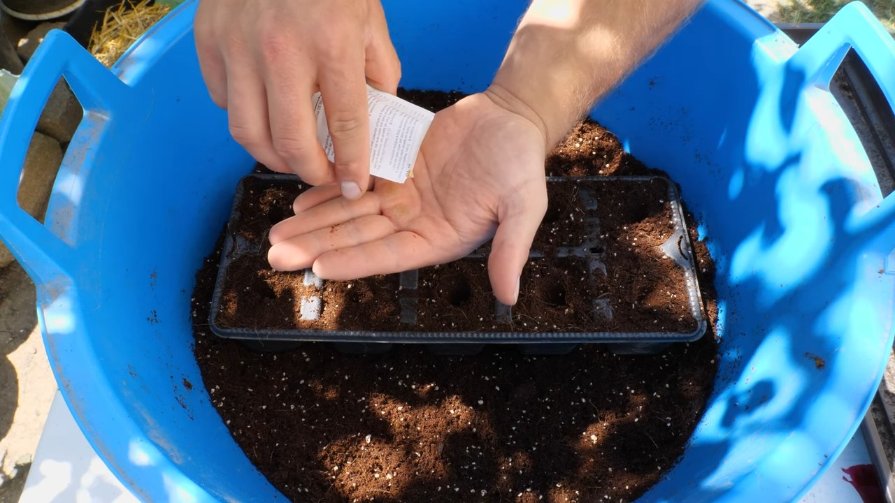 Growing Spinach Indoors