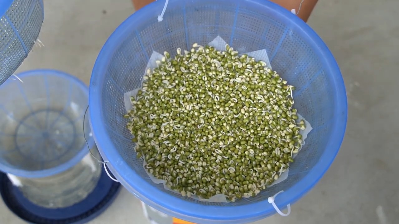 Grow Bean Sprouts Easily