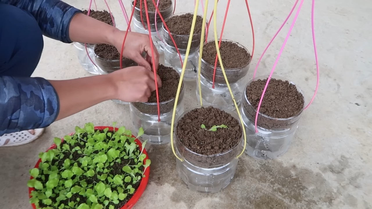 Growing Hanging Lettuce Easily