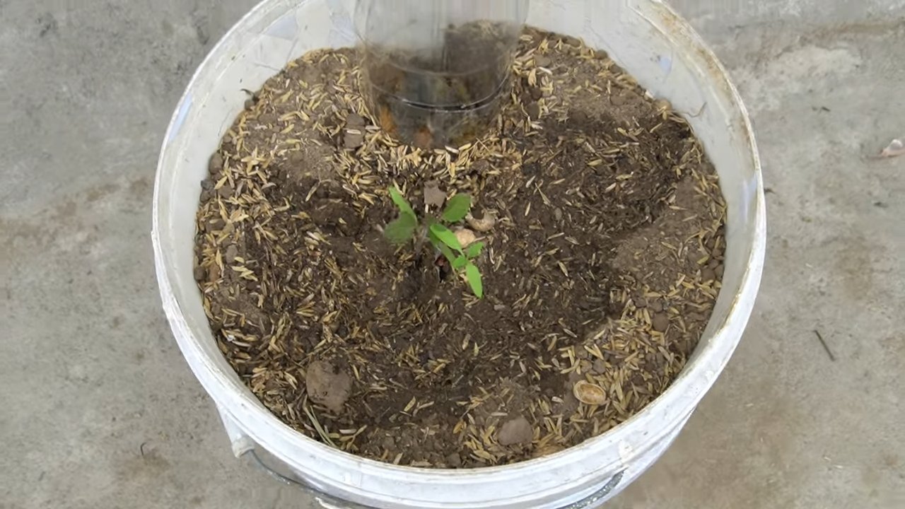 Growing tomatoes in containers