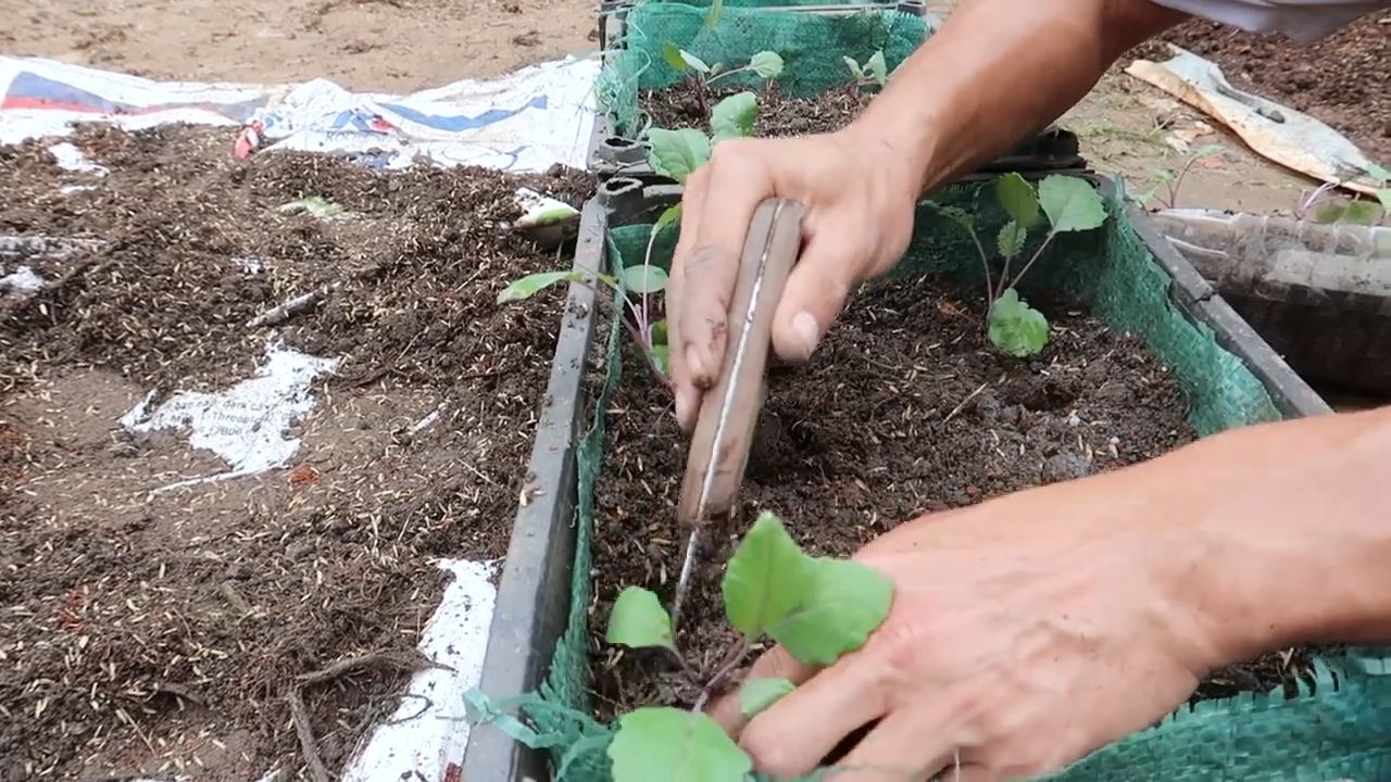 Grow Purple Kohlrabi