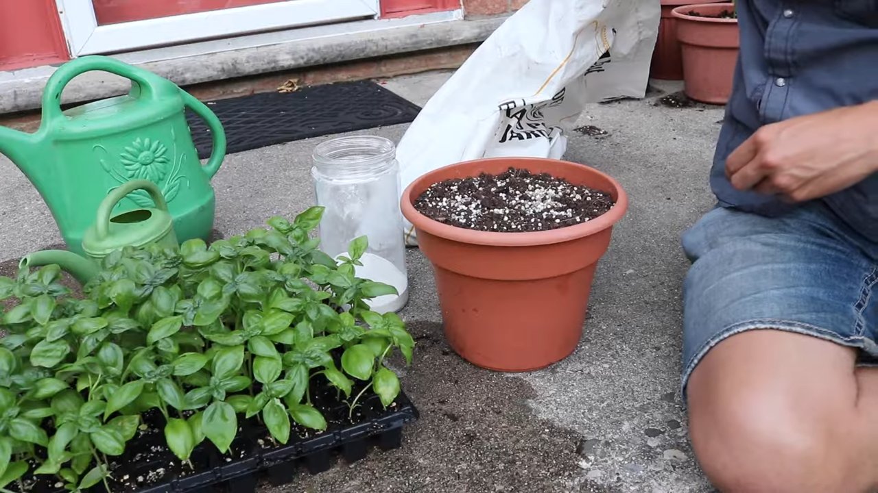 Growing Basil Kitchen Garden