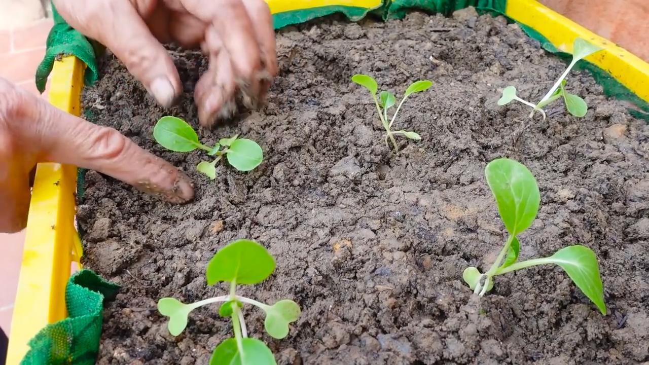 Grow Choi Sum at Home