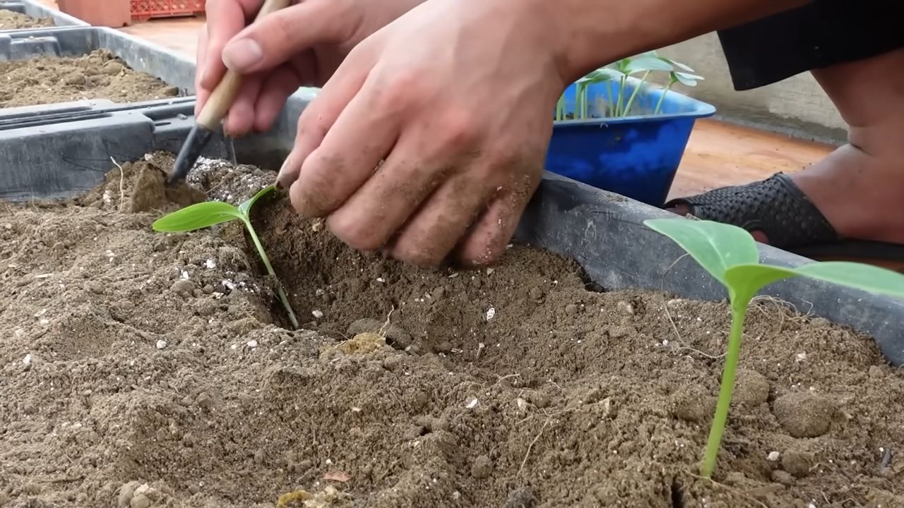 Grow Cucumbers Indoors