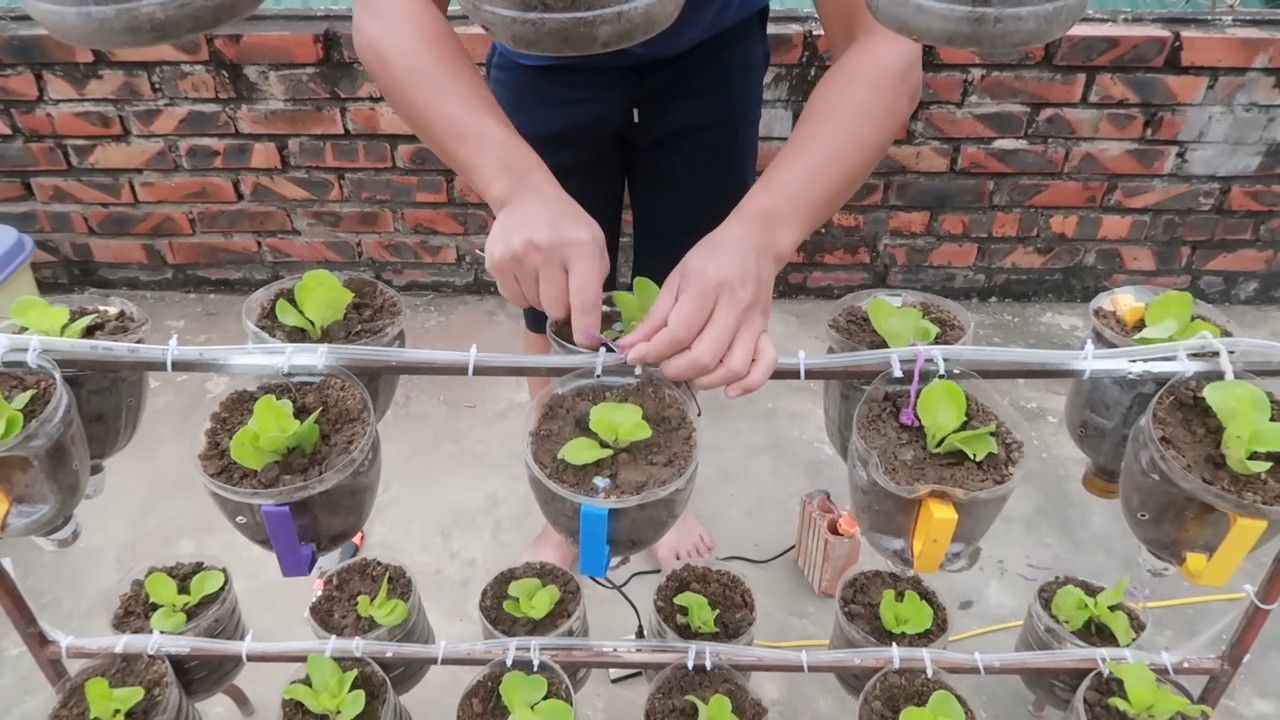 DIY Lettuce Vertical Garden