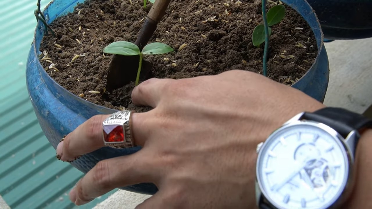 Harvesting Malabar Spinach