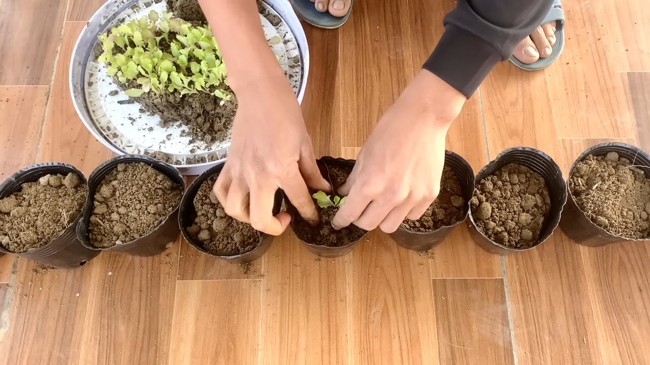 Grow Lettuce Indoors Easy