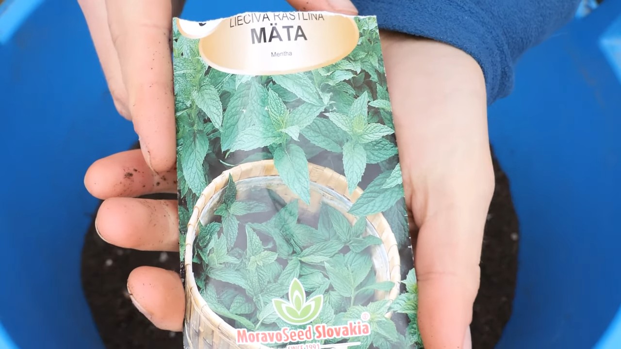 Growing Mint at Home
