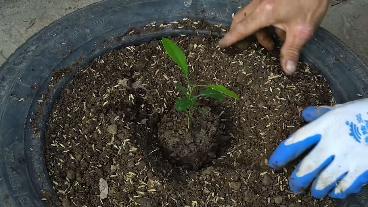 Growing lemons indoors