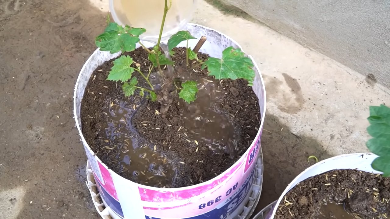 Growing Grapes at Home
