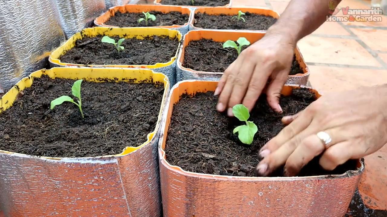 Grow Eggplants Indoors Beginner