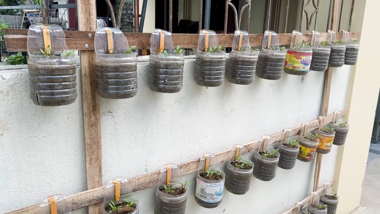 Grow Swiss Chard Rooftop