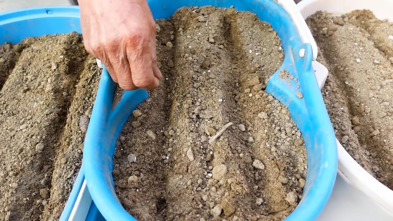 Grow Carrots Indoors