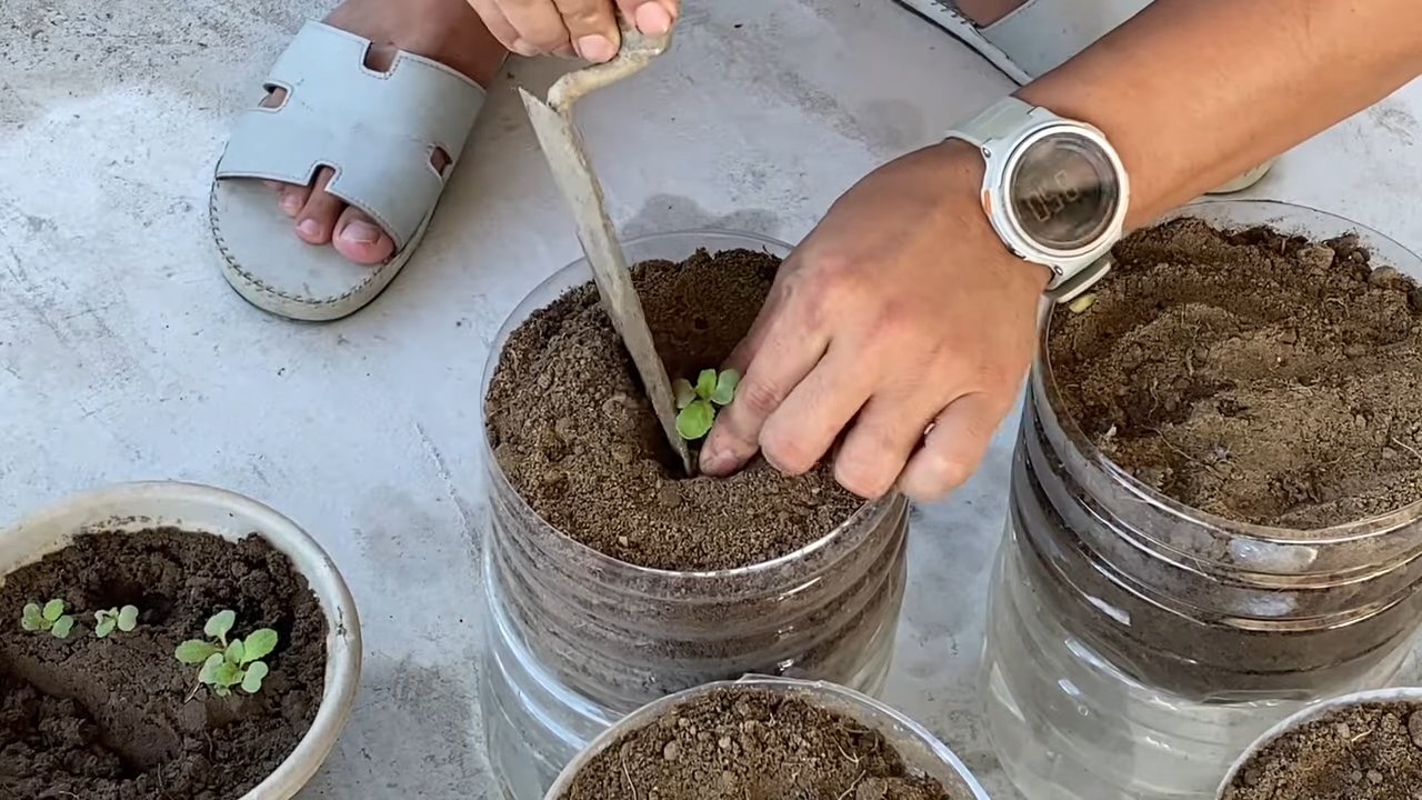 Growing Mustard Greens in Bottles