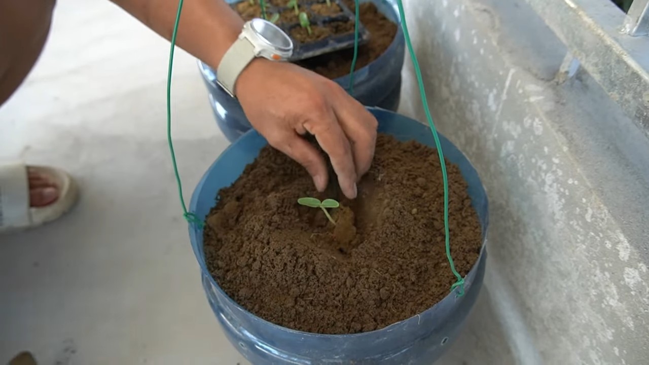 Cantaloupe container gardening