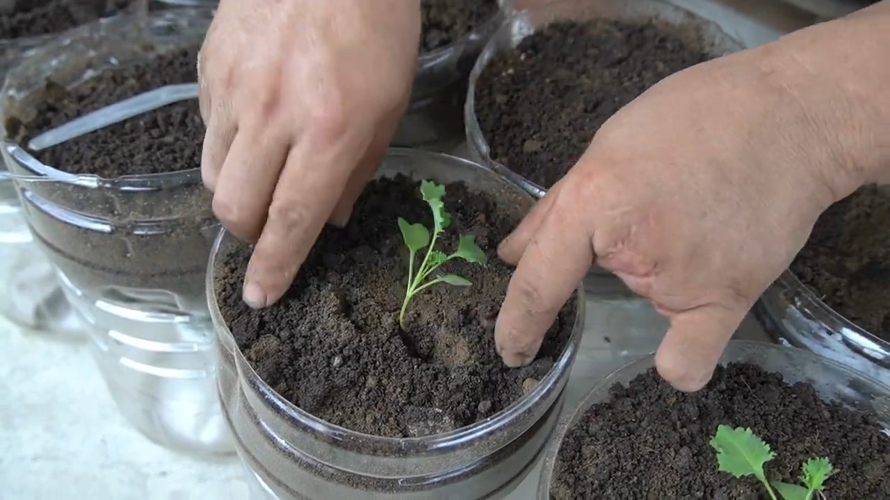 Plastic bottle kale growing