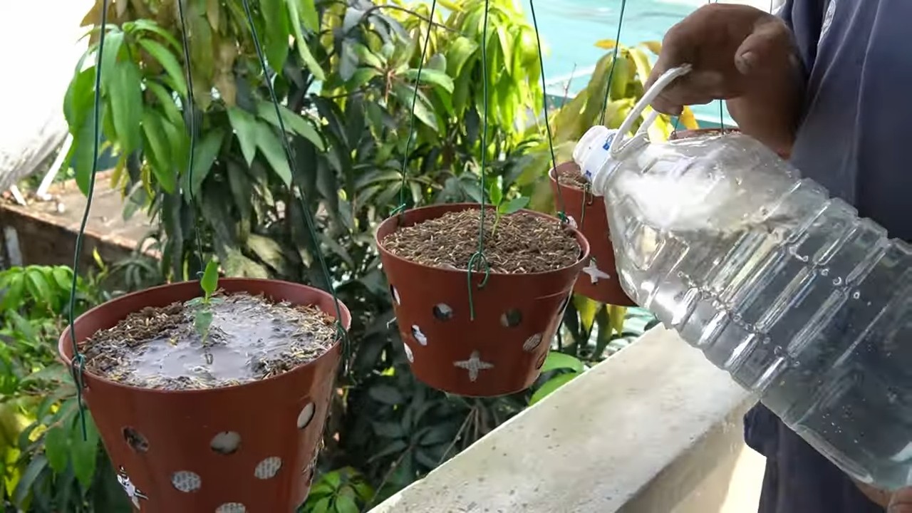 Balcony pepper gardening harvest