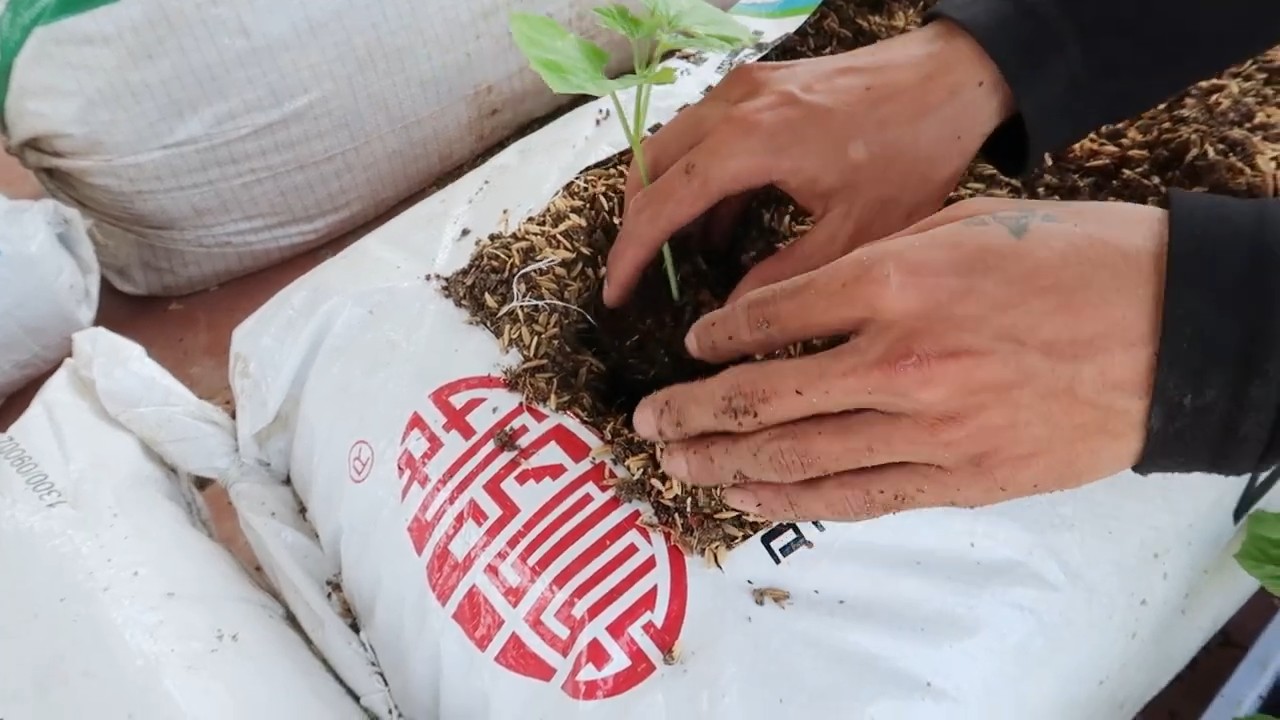 Bitter Melon Sack Growing