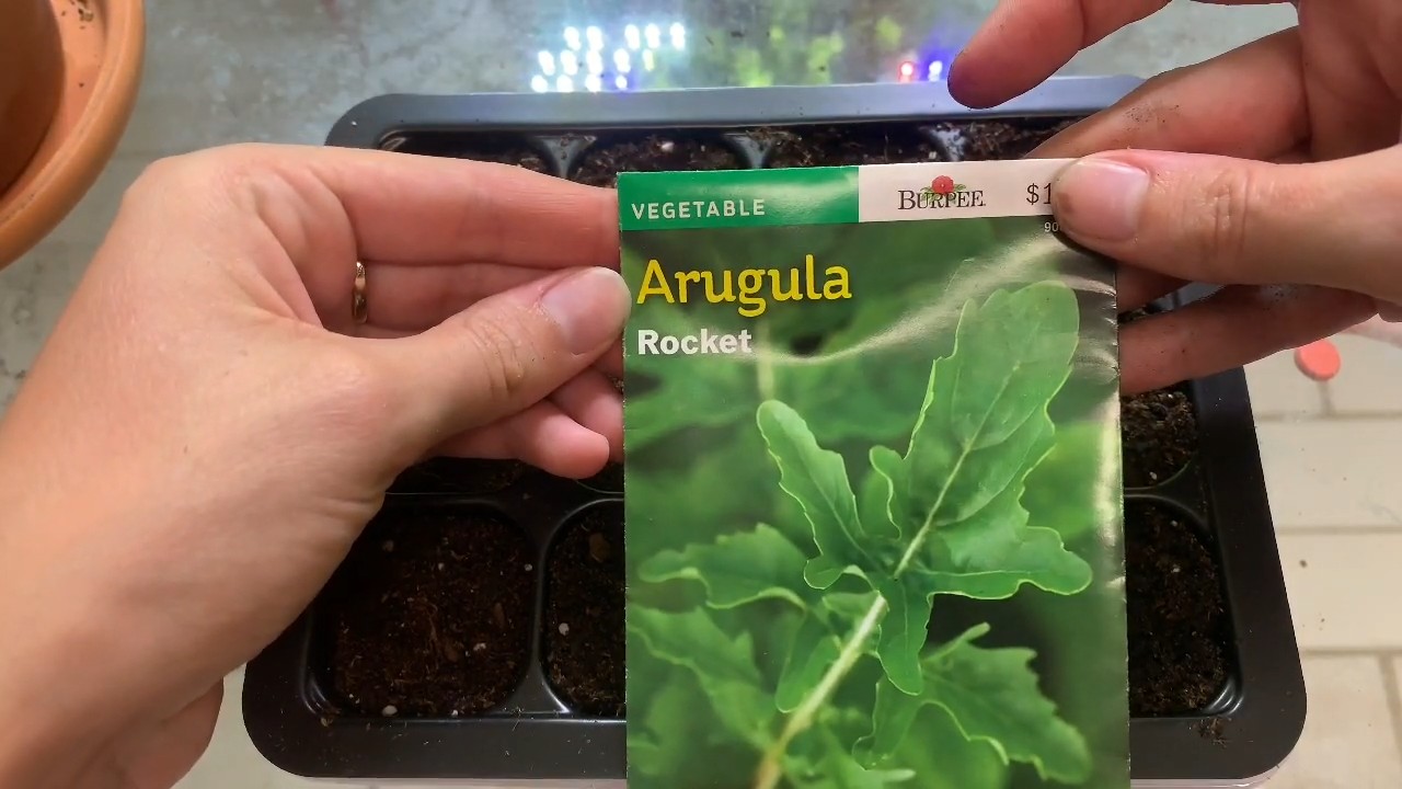 Grow Arugula at Home