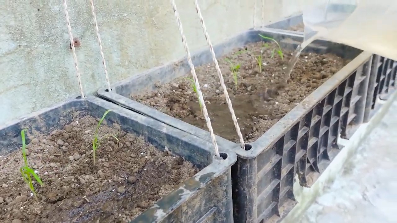 Growing Dill Indoors