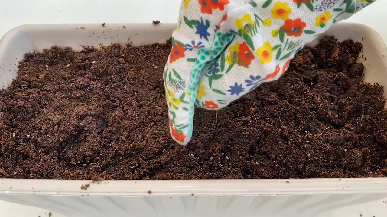 Grow Parsley Indoors Beginner