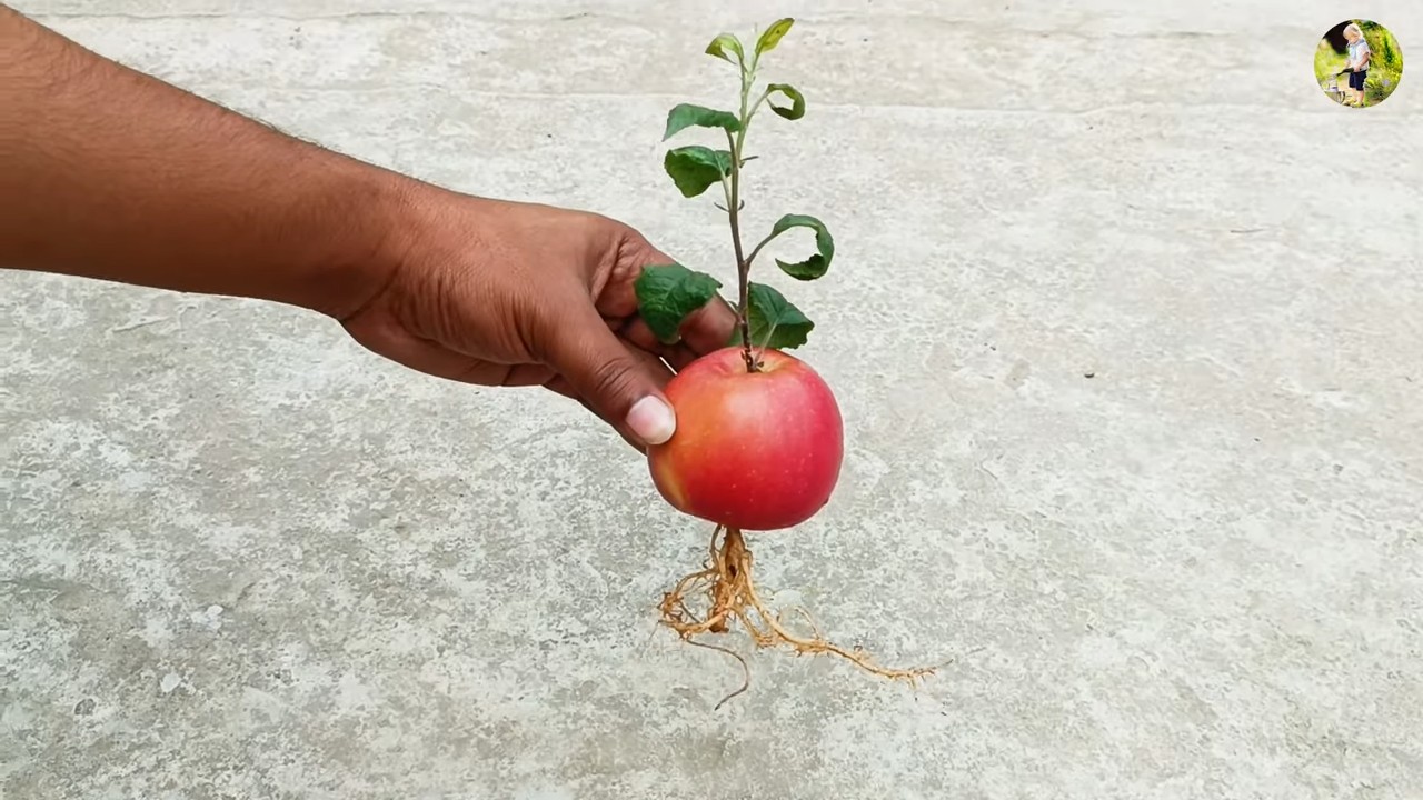 Growing Apples Indoors Beginner