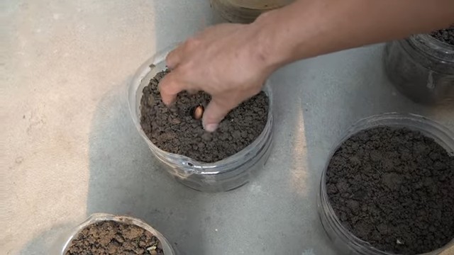 Growing peanuts in plastic bottles