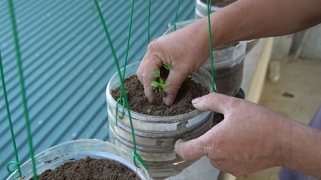 DIY celery garden