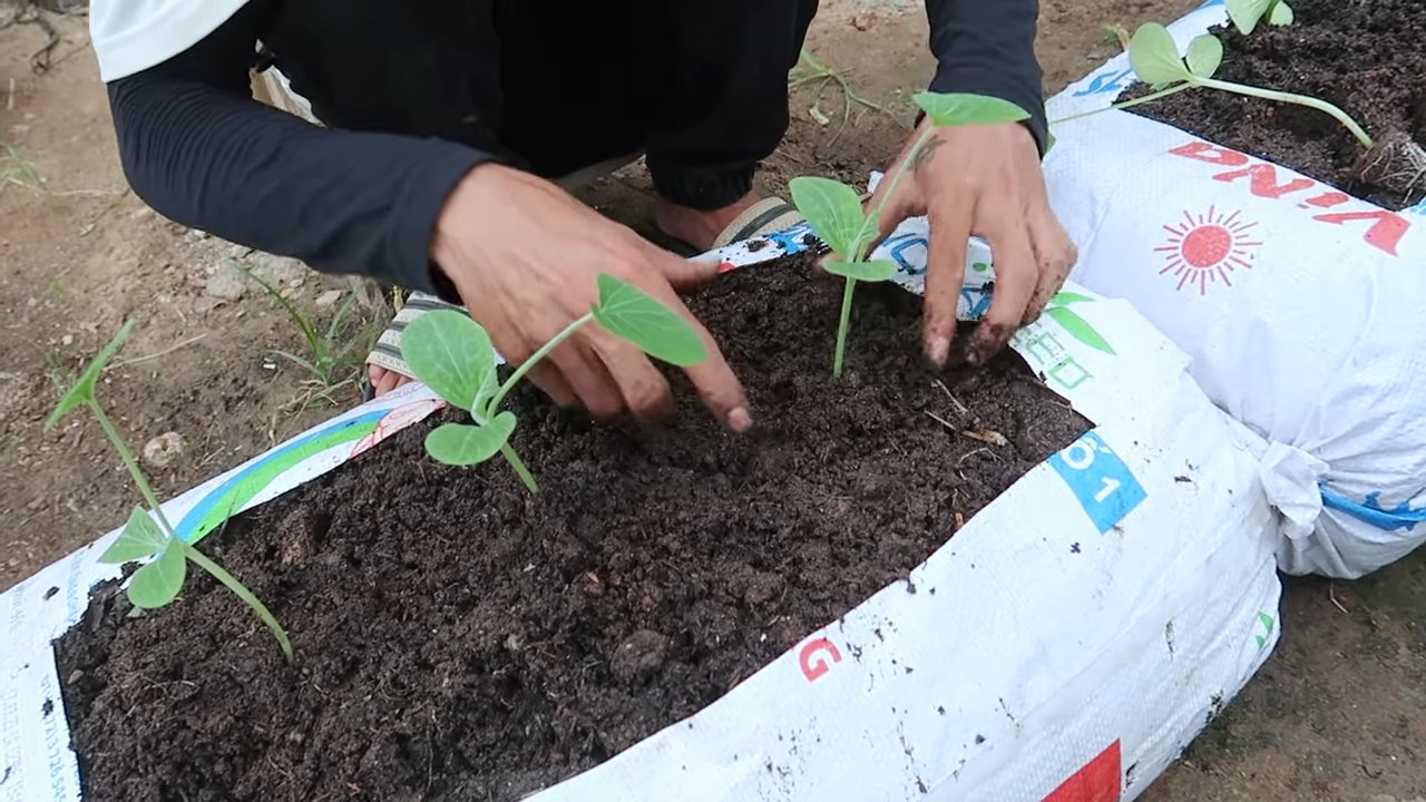 Soil bag pumpkin growing