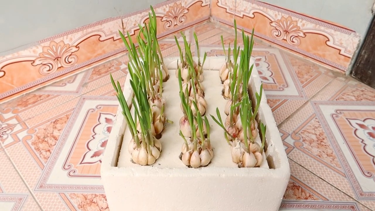 Grow garlic kitchen