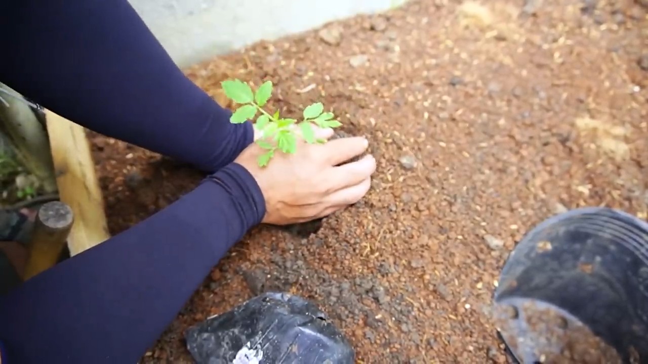 Grow Grape Tomatoes at Home