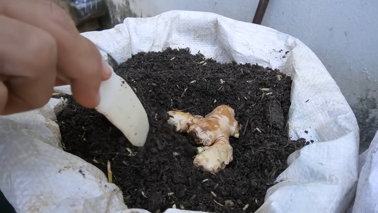 Grow Ginger at Home