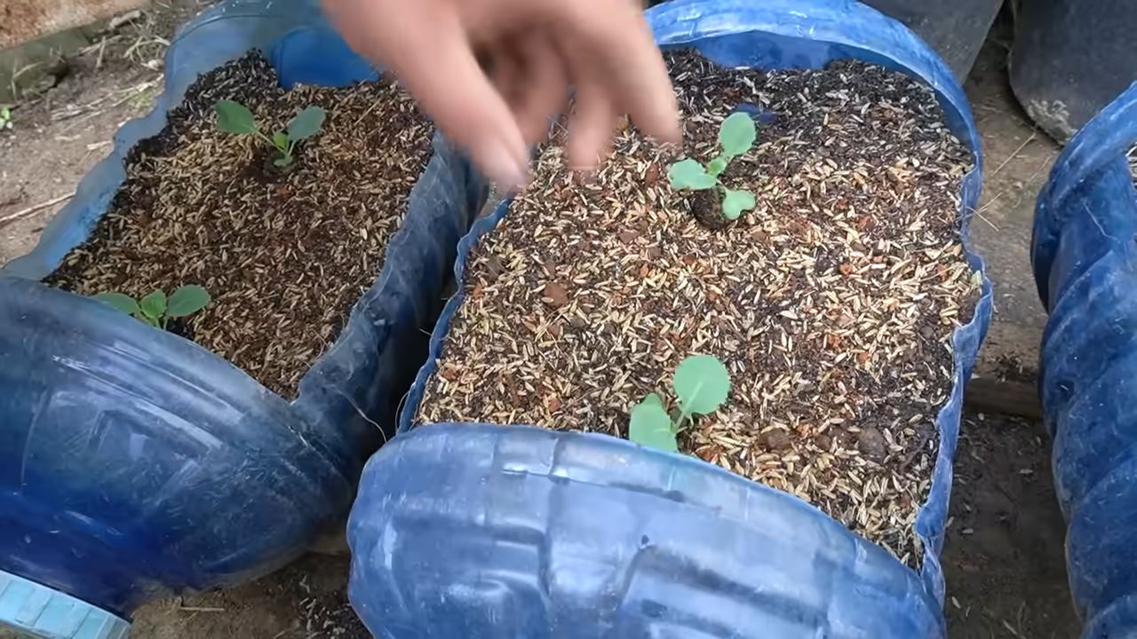 Growing Broccoli at Home