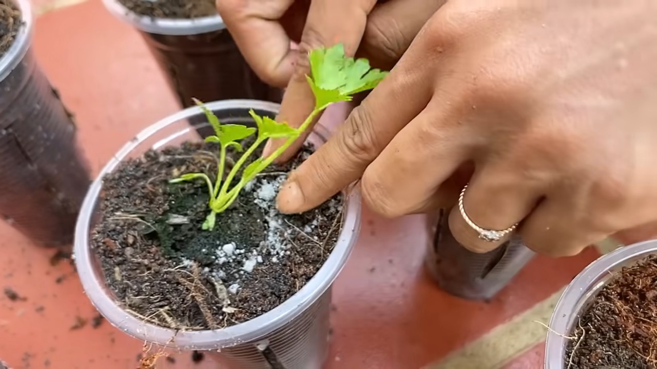 Waterless Celery Growing