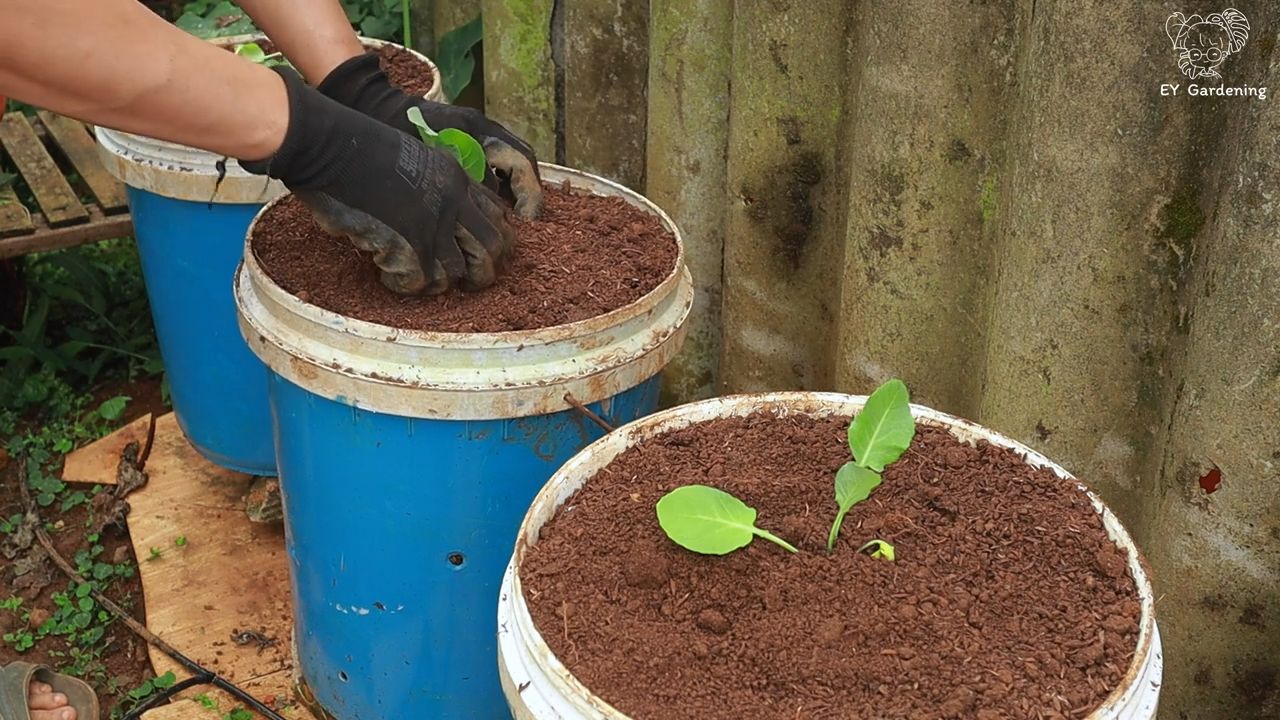 Grow broccoli and cauliflower together