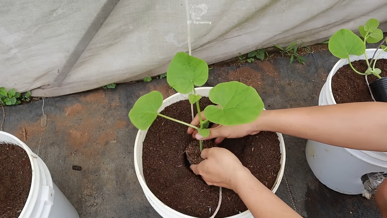 Hanging Melon Growing Shortcut