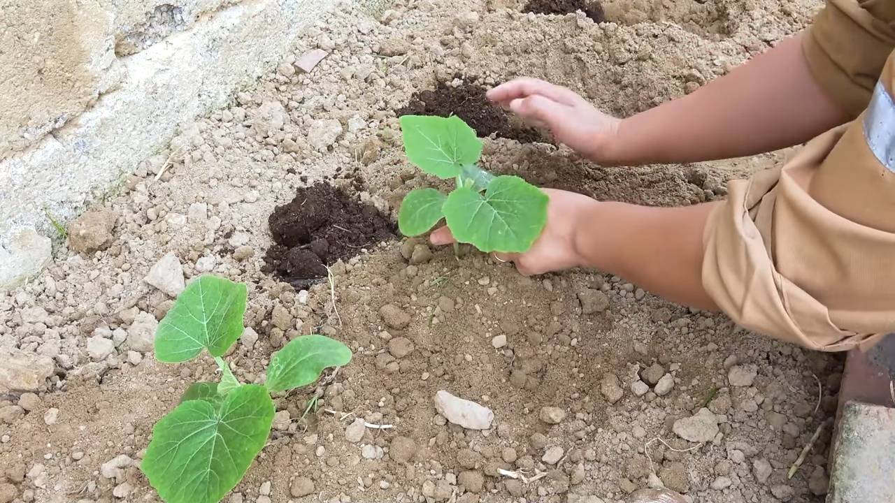 Growing bottle gourds urban